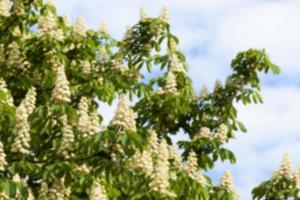 blooming chestnut tree in the spring photo