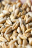 wheat, close up photo