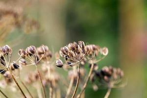 mature dill close-up photo