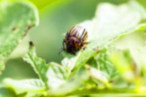 Colorado potato beetle on potatoes photo