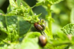 Colorado potato beetle on potatoes photo