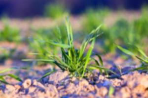 green wheat, close-up photo