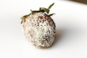 Strawberry with mold photo