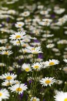 white daisy flowers. photo