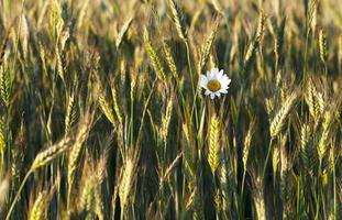 flowers in the field photo