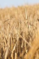 field of ripe cereal photo