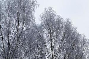 Winter time, close up photo