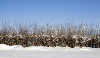 Snowdrifts in winter photo