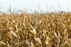 agriculture, corn closeup photo