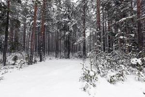 ventisqueros en invierno foto