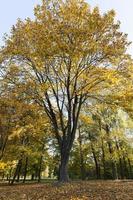 Yellow foliage, autumn photo