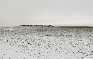 Snow drifts in winter photo