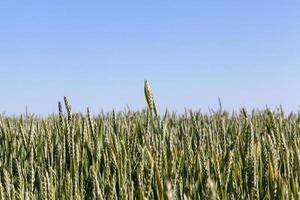 Field with cereal photo