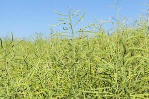 field with cereals photo