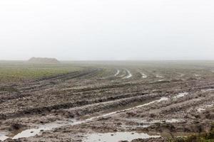 the harvest of sugar beet photo