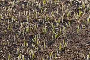 new crop of wheat photo