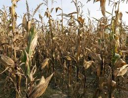 Dry yellow corn photo