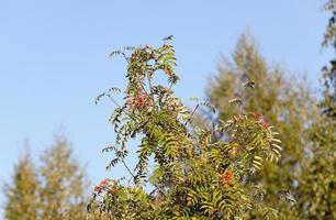 red mountain ash in the autumn photo