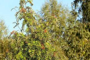 red mountain ash in the autumn photo