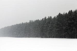 Winter landscape, snowfall photo