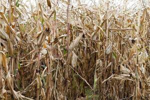 field of ripe corn photo