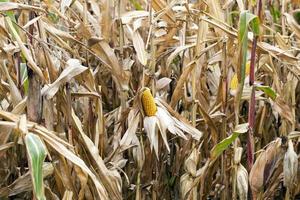 field of ripe corn photo