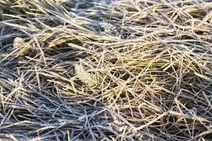 green grass in the frost photo