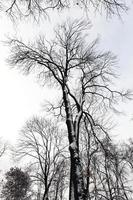 árboles en el bosque en invierno foto