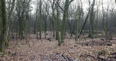 bosque de arces en otoño foto