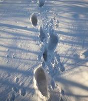 Footprints of a man photo