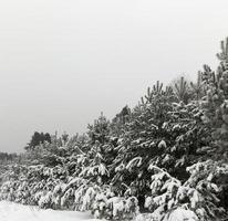tiempo de invierno, bosque foto