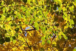Yellow foliage, autumn photo
