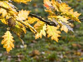 beautiful Oak foliage photo