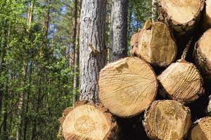 sawed and piled large logs photo