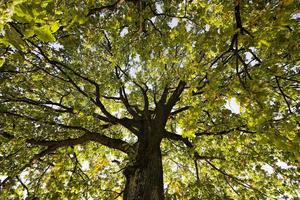 trees with colorful leaves photo