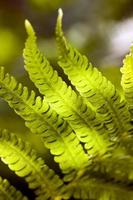 leaves of a fern photo