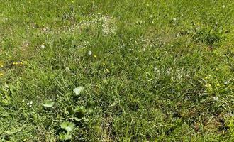 Spring meadow grass photo