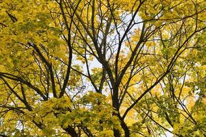 yellow and other foliage photo