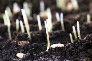 young plants, close up photo