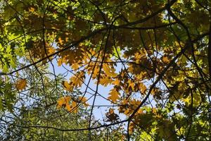 oak foliage, close up photo