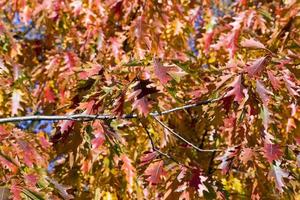 autumn oak foliage on trees photo