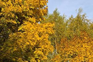 large number of yellow foliage photo