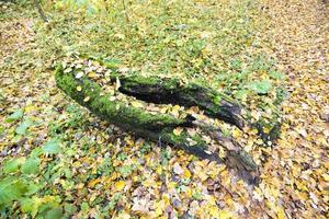 broken rotting tree photo