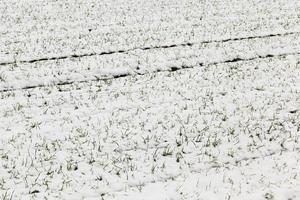 Snow drifts in winter   snow photographed in the winter season, which appeared after a snowfall. close up, photo