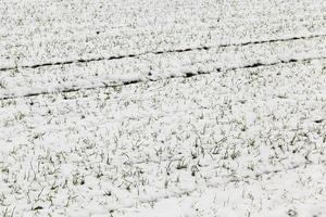 Snow drifts in winter   snow photographed in the winter season, which appeared after a snowfall. close up, photo