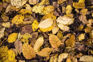 old fallen leaves photo