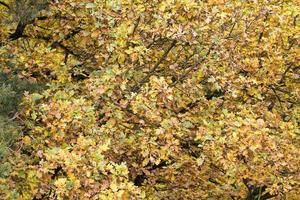 autumn yellowed foliage photo