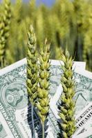 one American dollar pile , agricultural business photo