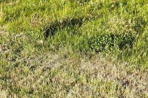 campo de pradera, primer plano foto