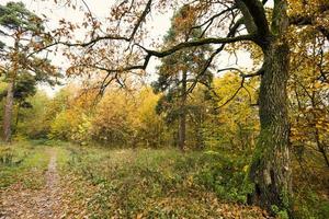 autumn beautiful, close up photo